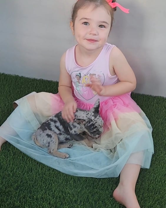 frenchie with our little girl Flora