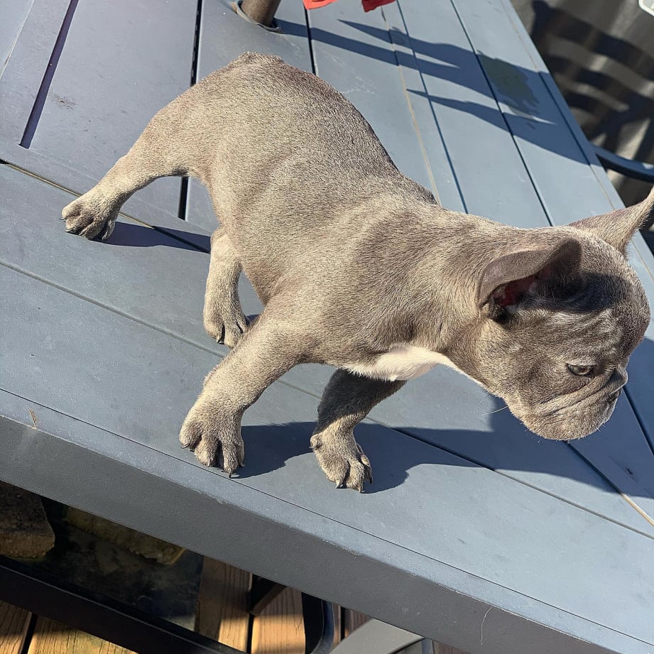 blue french bulldog puppy for sale