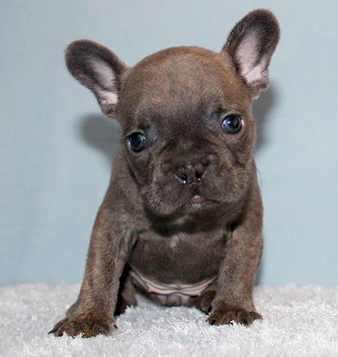 Joli french bulldog puppy