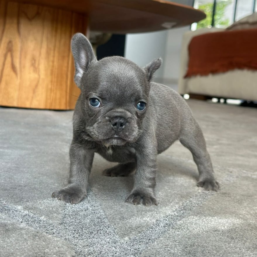 Pip the frenchie pup