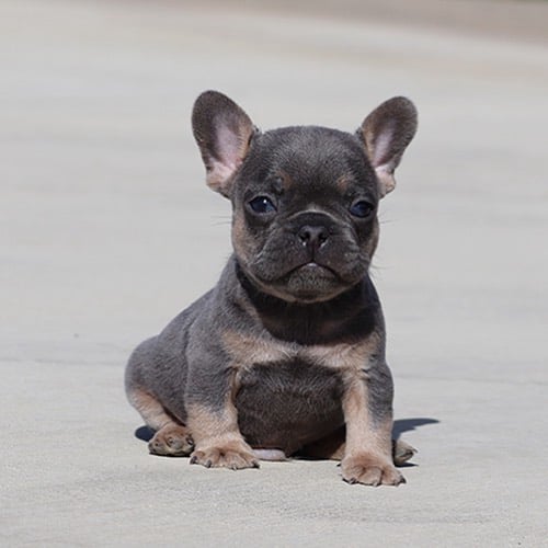 Brie French bulldog puppy