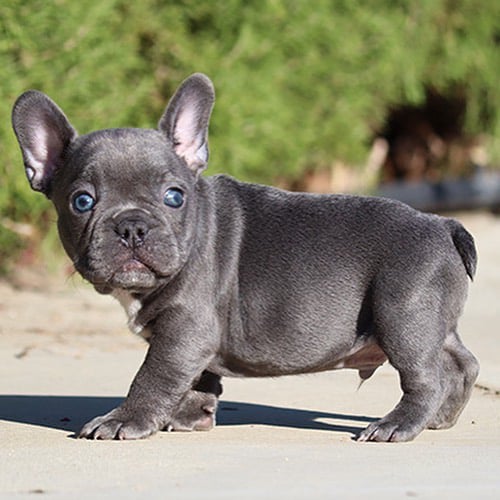 Fifi French bulldog puppy for sale
