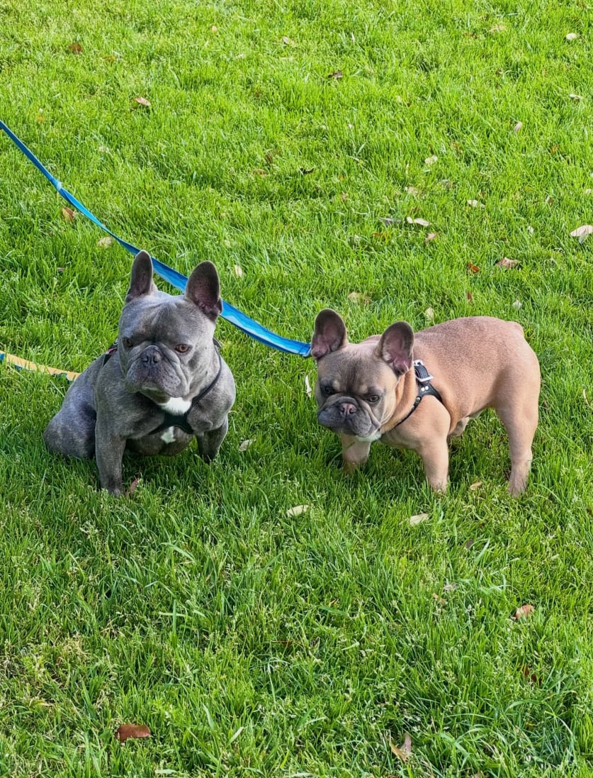 breeding french bulldogs