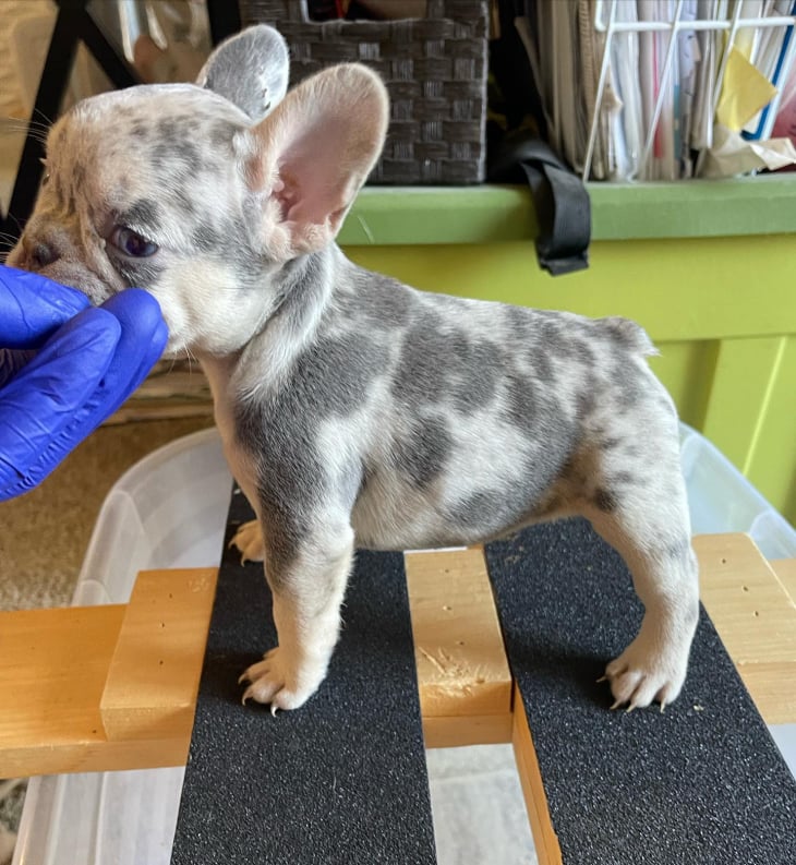 merle tri color frenchie for sale