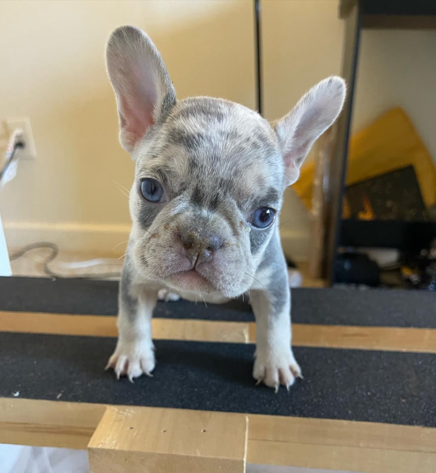 Éclair Merle frenchie puppy for sale