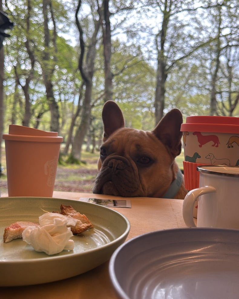 frenchie waiting launch time