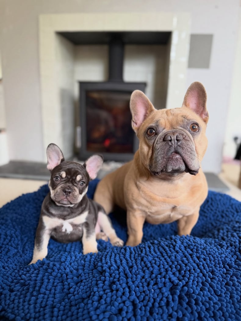 frenchie Ziggy with her mother