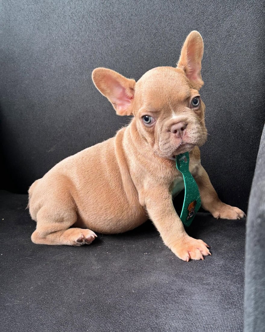fawn frenchie