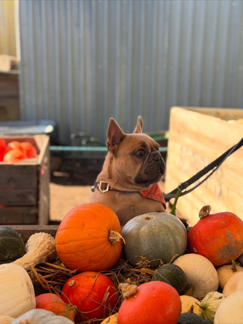 frenchie and pumkins