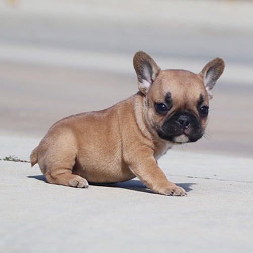 fawn frenchie puppy for sale