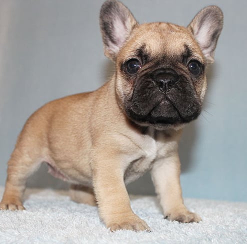 Fluff Fawn lovely french bulldog puppy