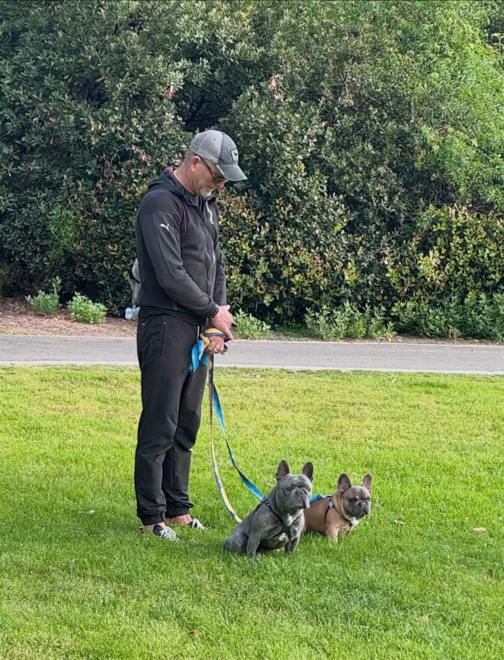walking frenchie dogs