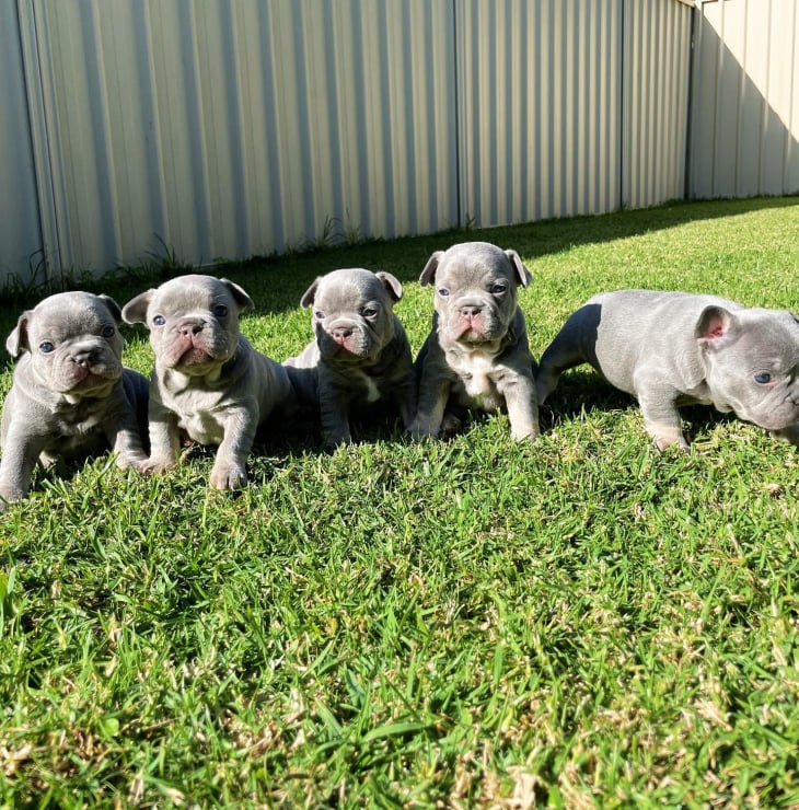 french bulldog puppy litter