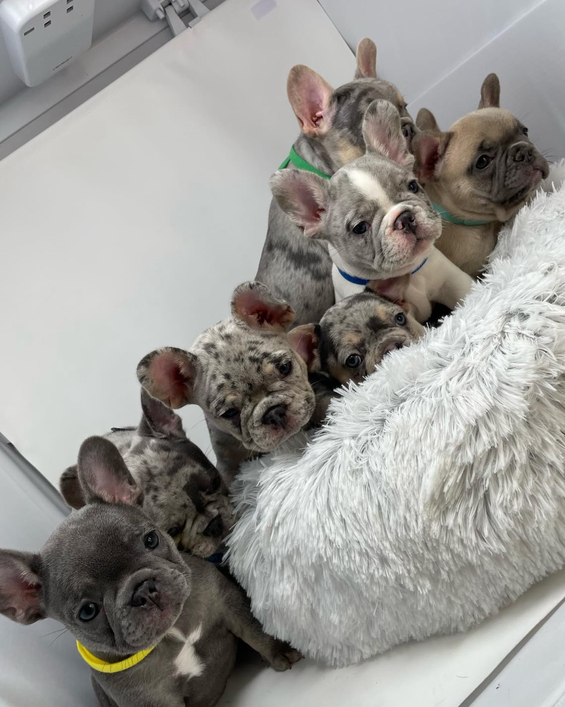 hound about pets French bulldog