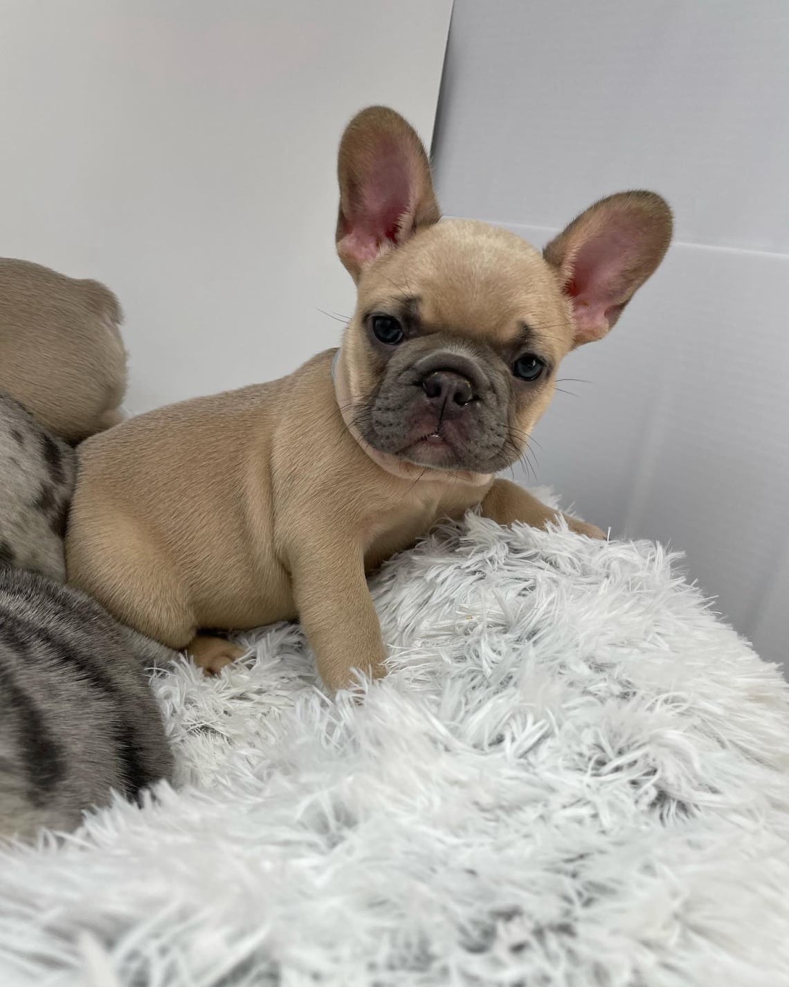 french bulldog puppy for sale