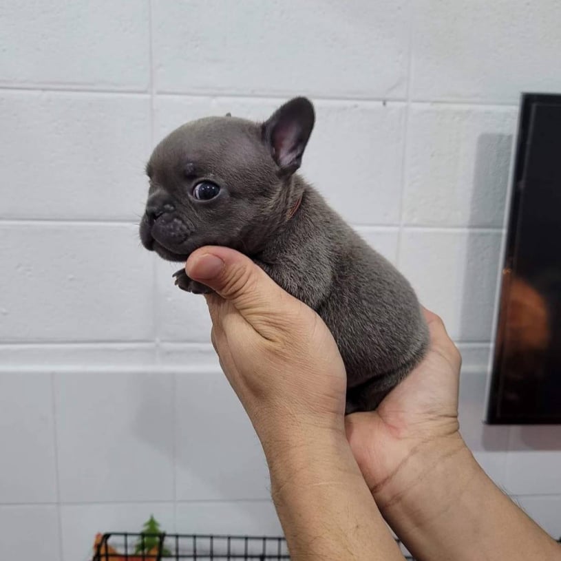 Blue french puppy available