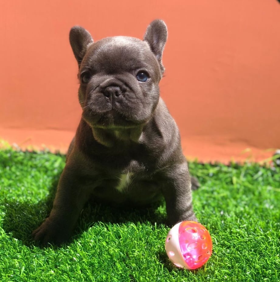 blue french bulldog puppy