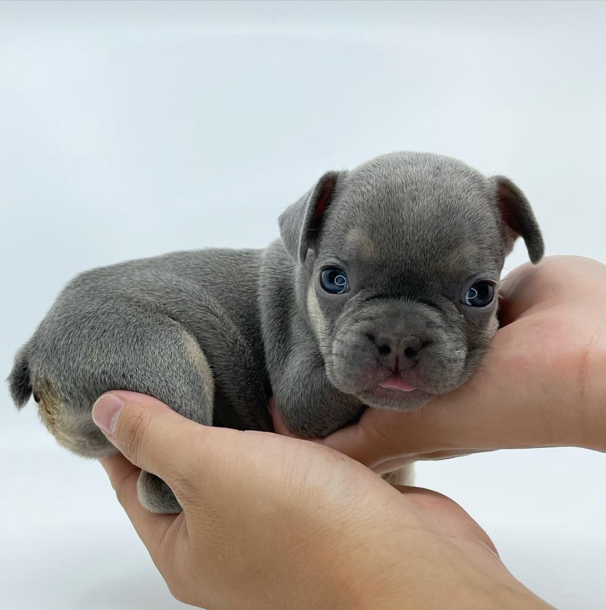 Marquis french bulldog puppy for sale