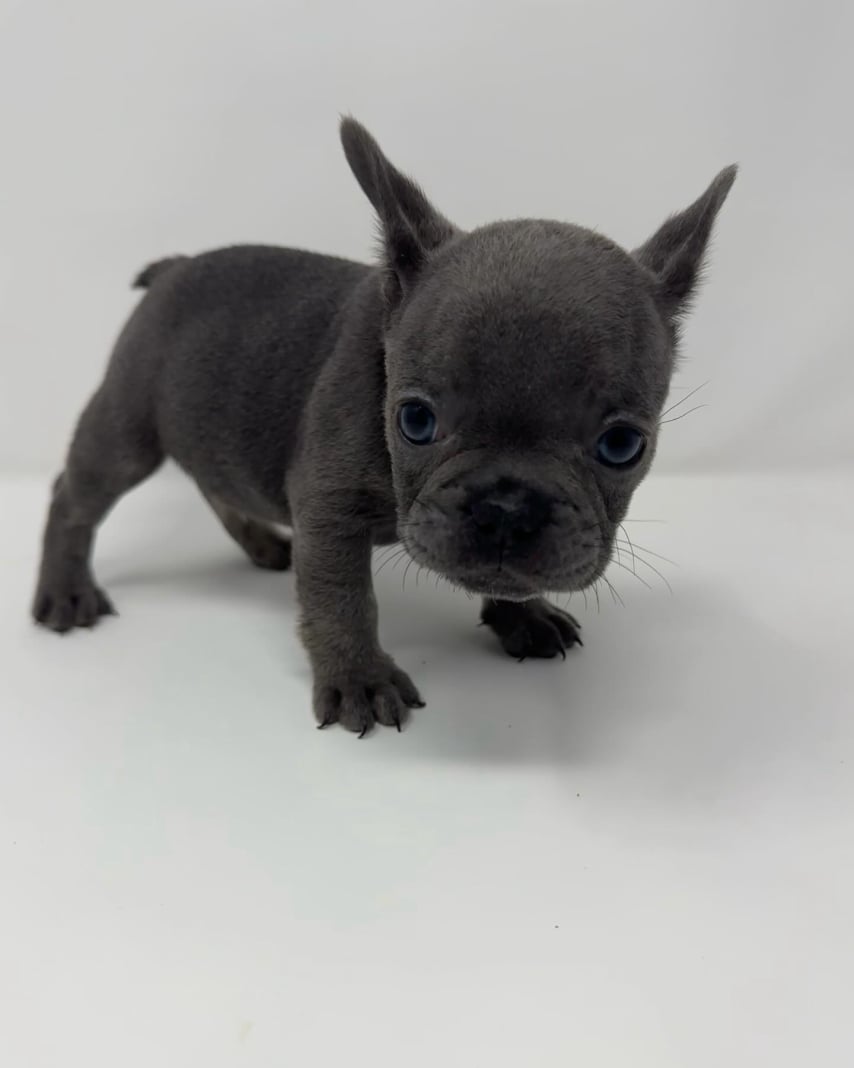 happy frenchie