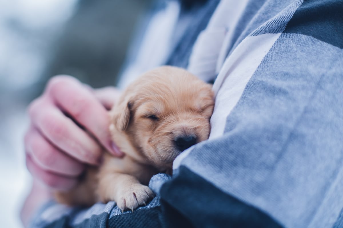 sleeping frenchie pup