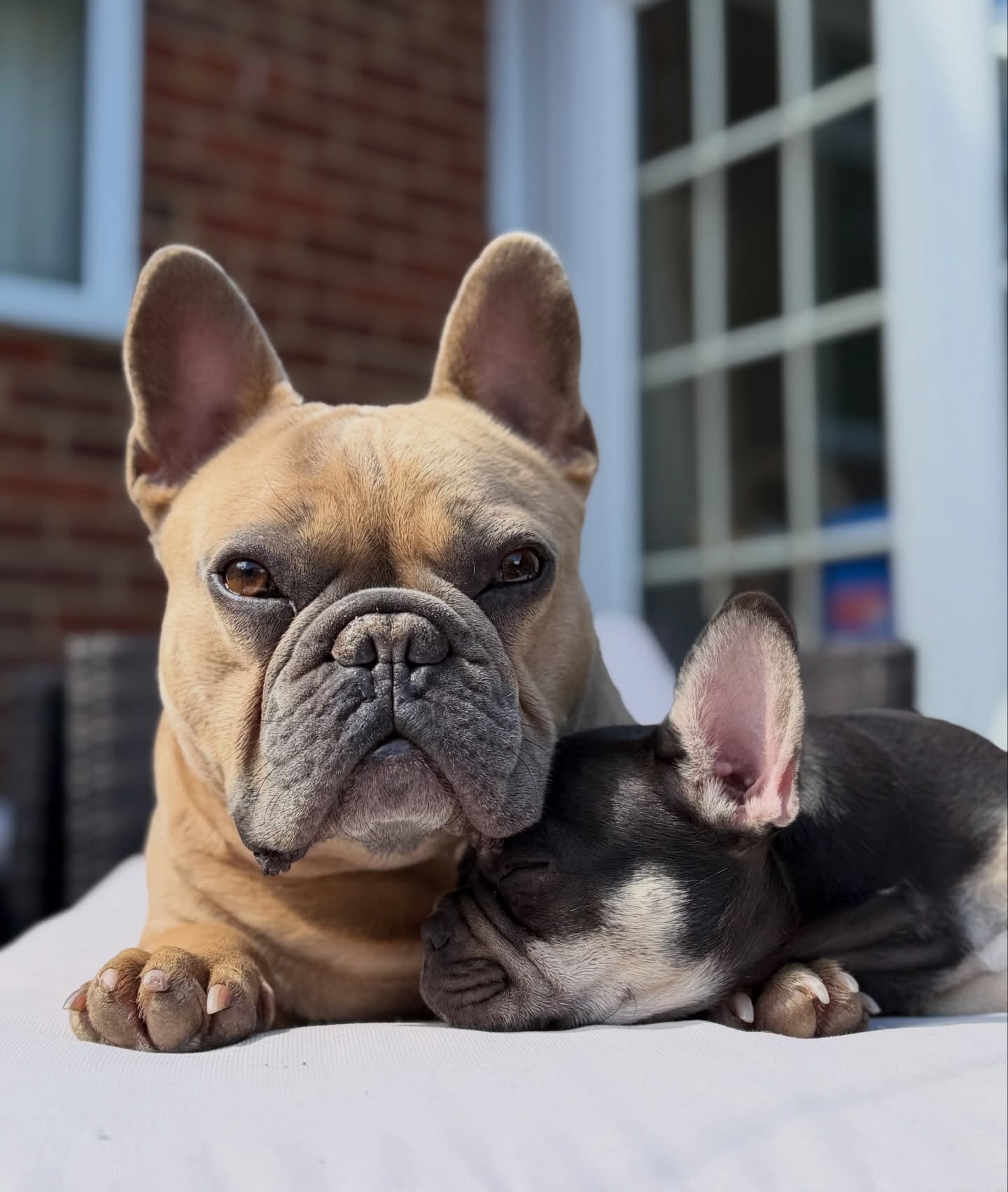 French bulldog contacts