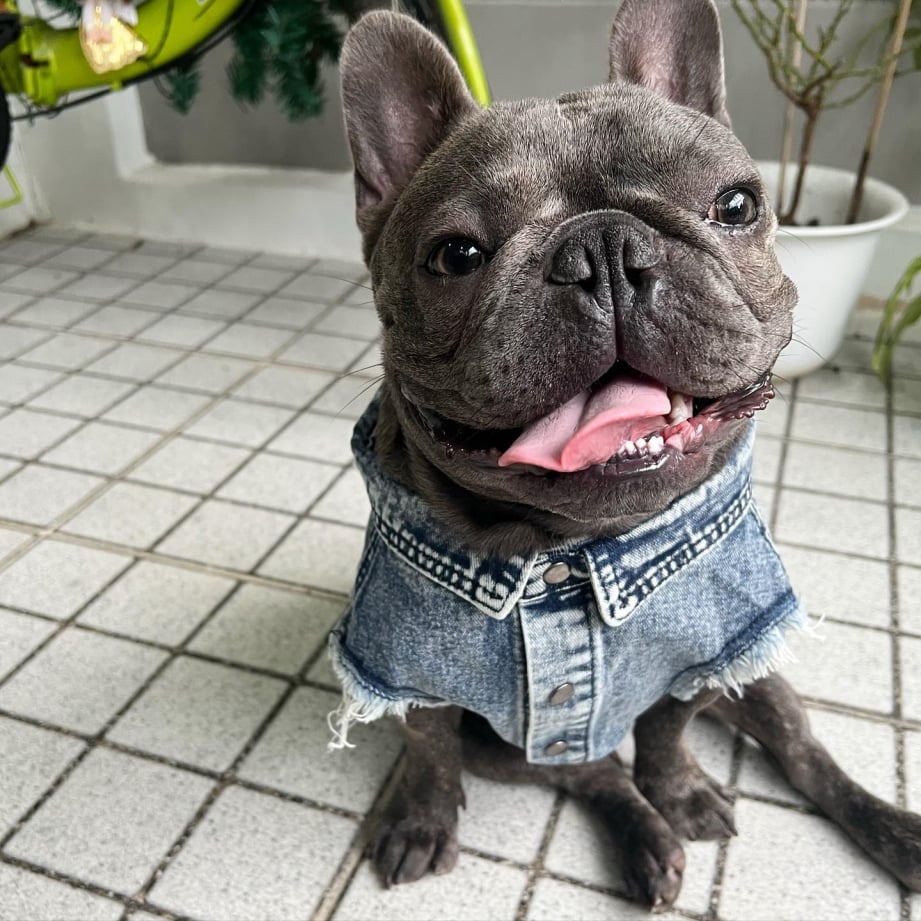 adult french bulldog for sale