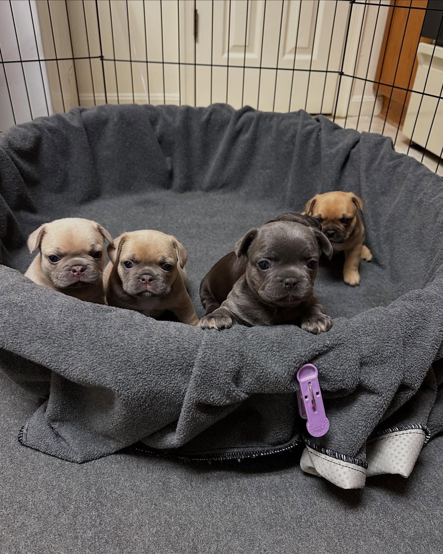 puppy home
