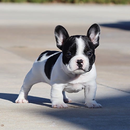 white frenchie