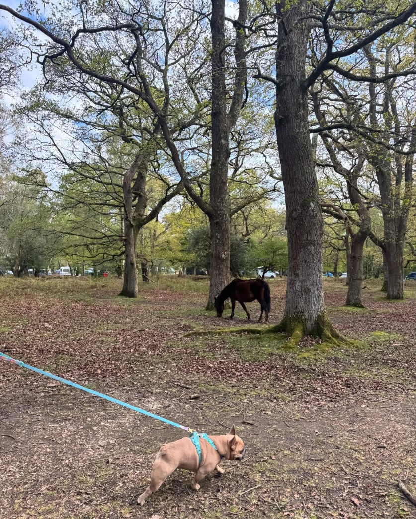 french bulldogs on ranch