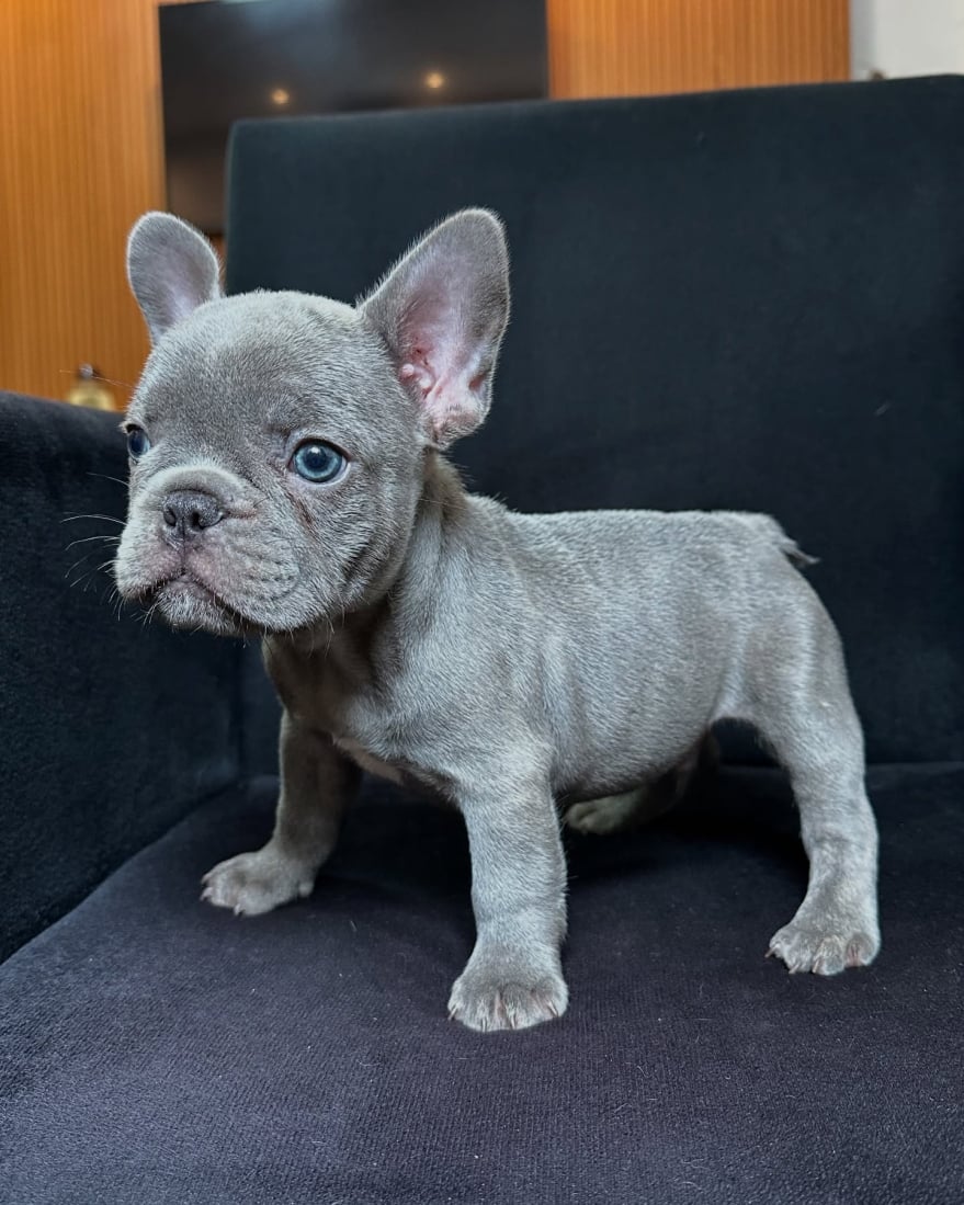 Nutgat Adorable french bulldog