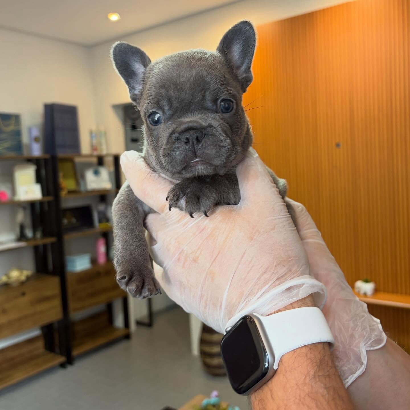 french bulldog puppy vaccines